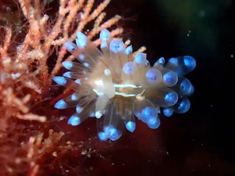Conservación Marina en Tossa de Mar: Cómo los Buceadores Pueden Proteger el Ecosistema Submarino