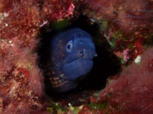 Salida guiada de buceo en los mejores puntos de la Costa Brava