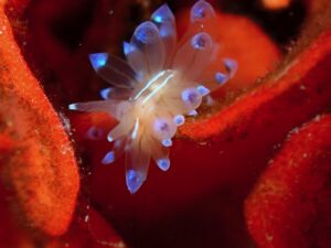 Inmersión guiada con grupo de buceadores en Tossa de Mar