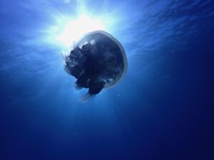 Buceadores en salida guiada por los fondos de Tossa de Mar