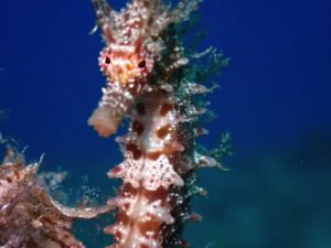 Salida guiada de buceo recreativo en Tossa de Mar con TossaDivers