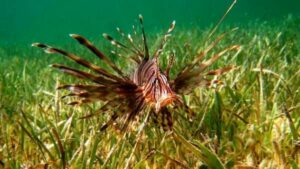 Especies invasoras del mediterráneo